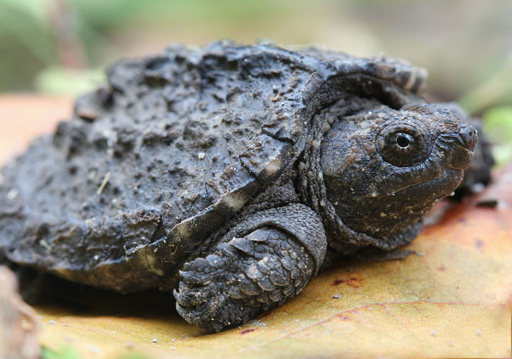 Common Snapping Turtle